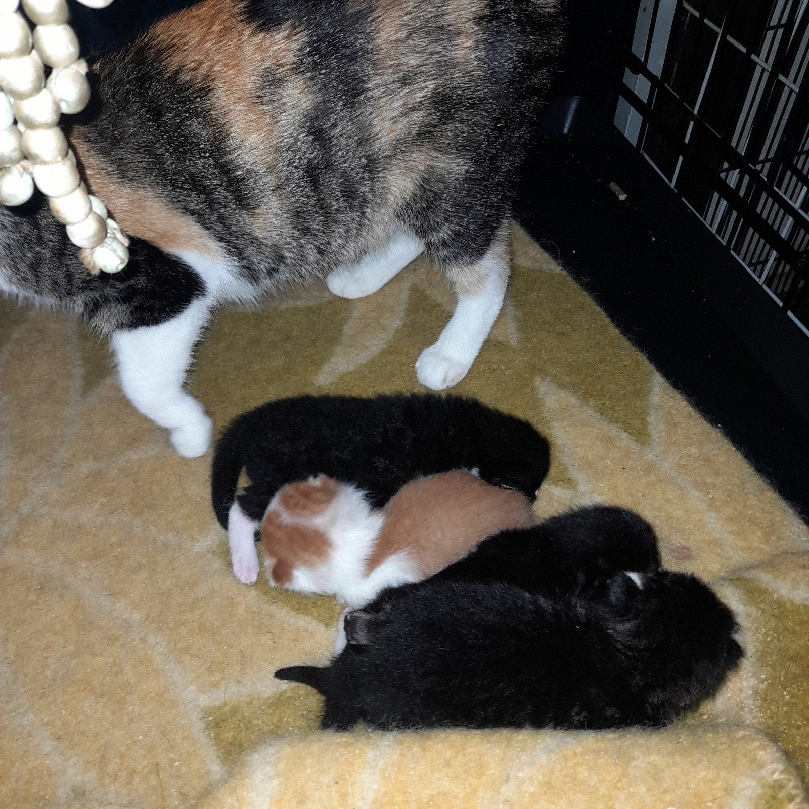 Kittens uit Opvang 10 dagen en 10 week, Meerdere dieren