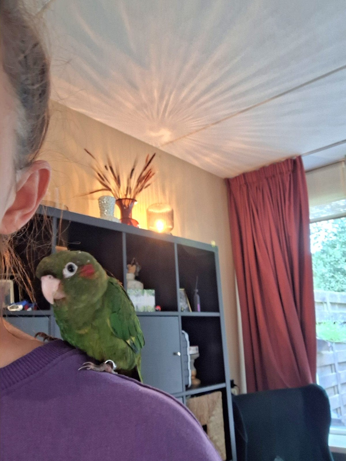 jonge pyrhurra pop zoekt goed huis, Vrouwelijk, Tam