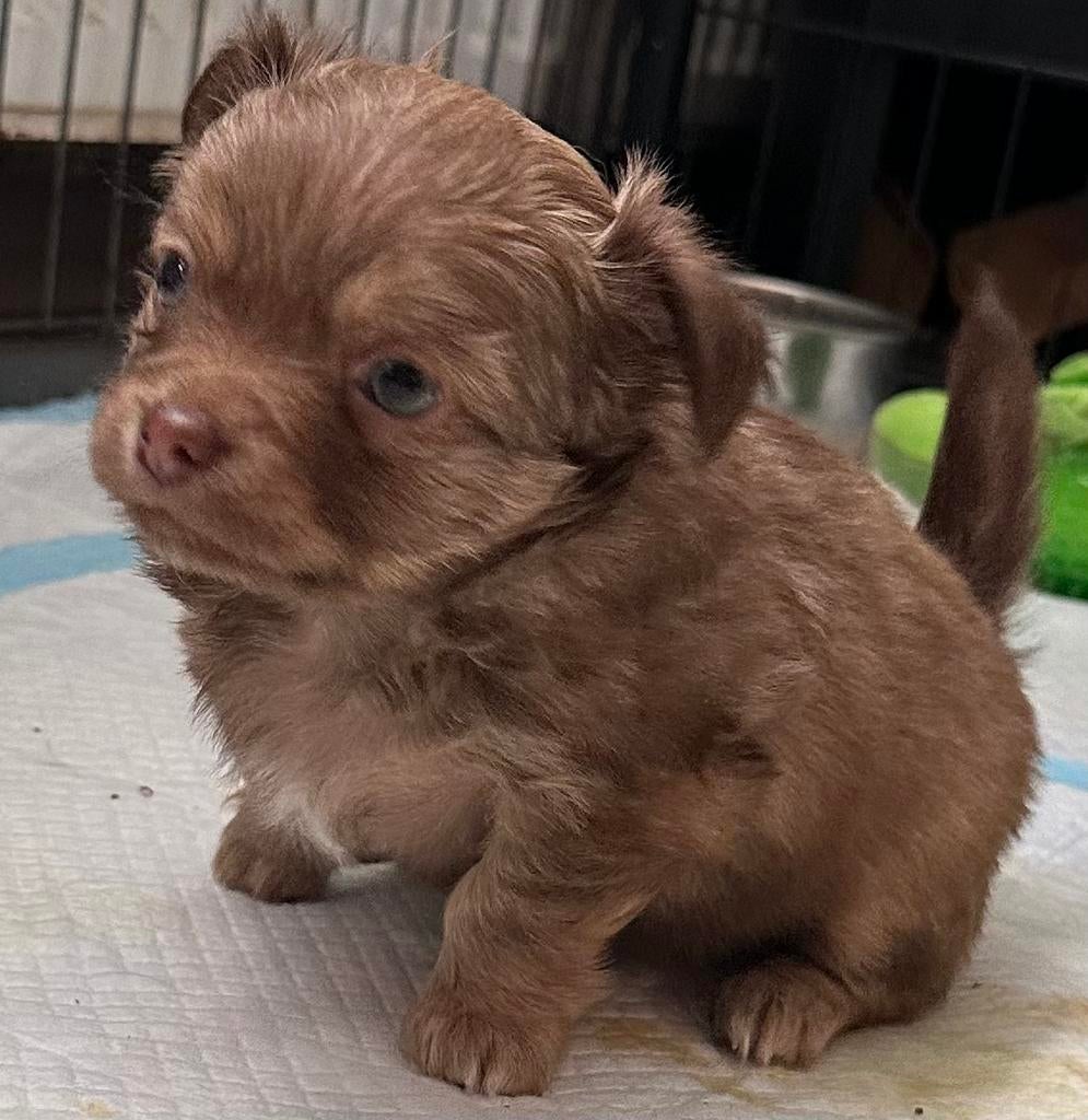 Prachtige  langhaar Chihuahua pupjes! Teefjes en reutjes., Parvo, 8 tot 15 weken, Meerdere, Meerdere dieren
