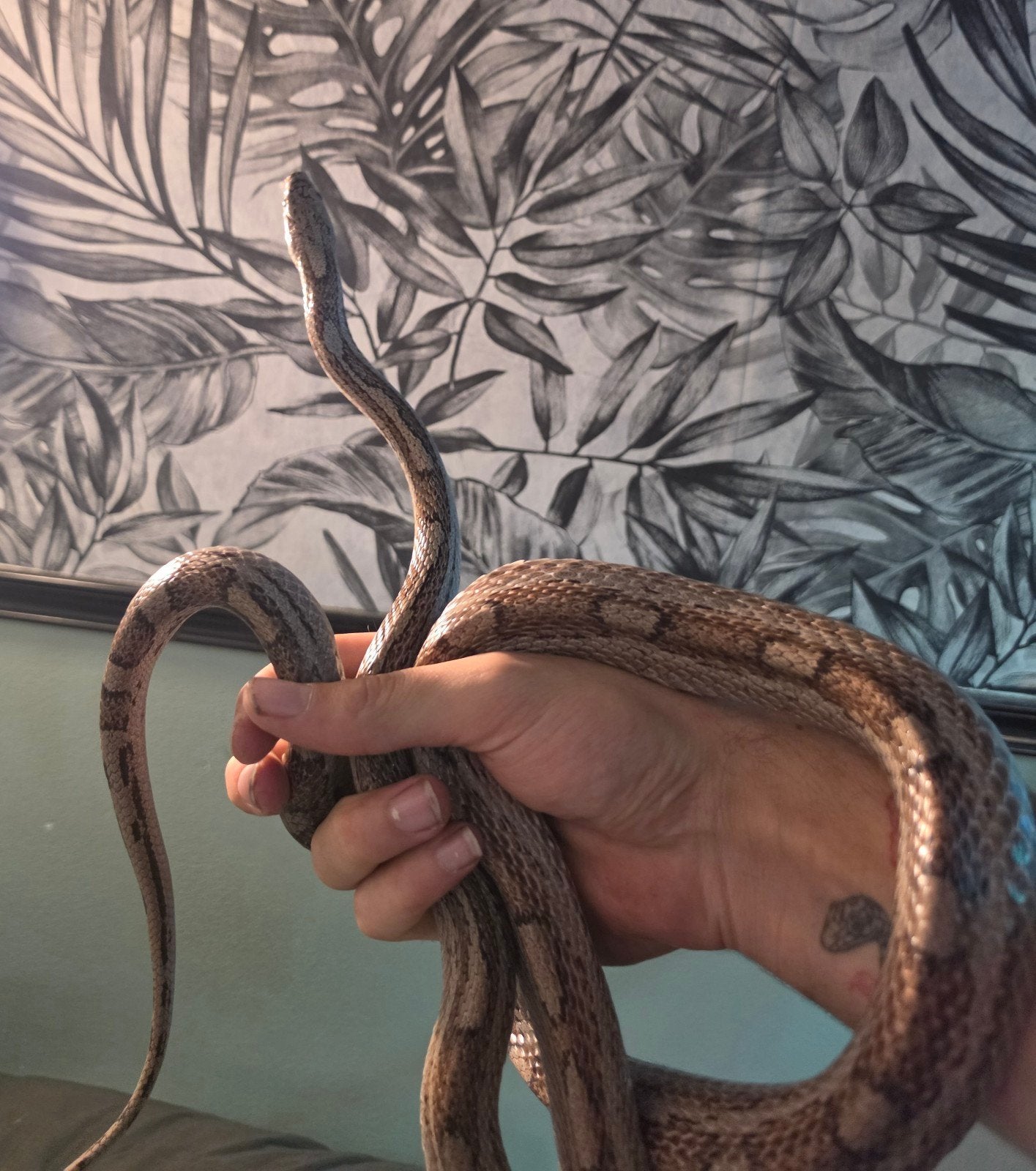 Rattenslang cinder motley Rat Snake - male for sale from Bryandelaat