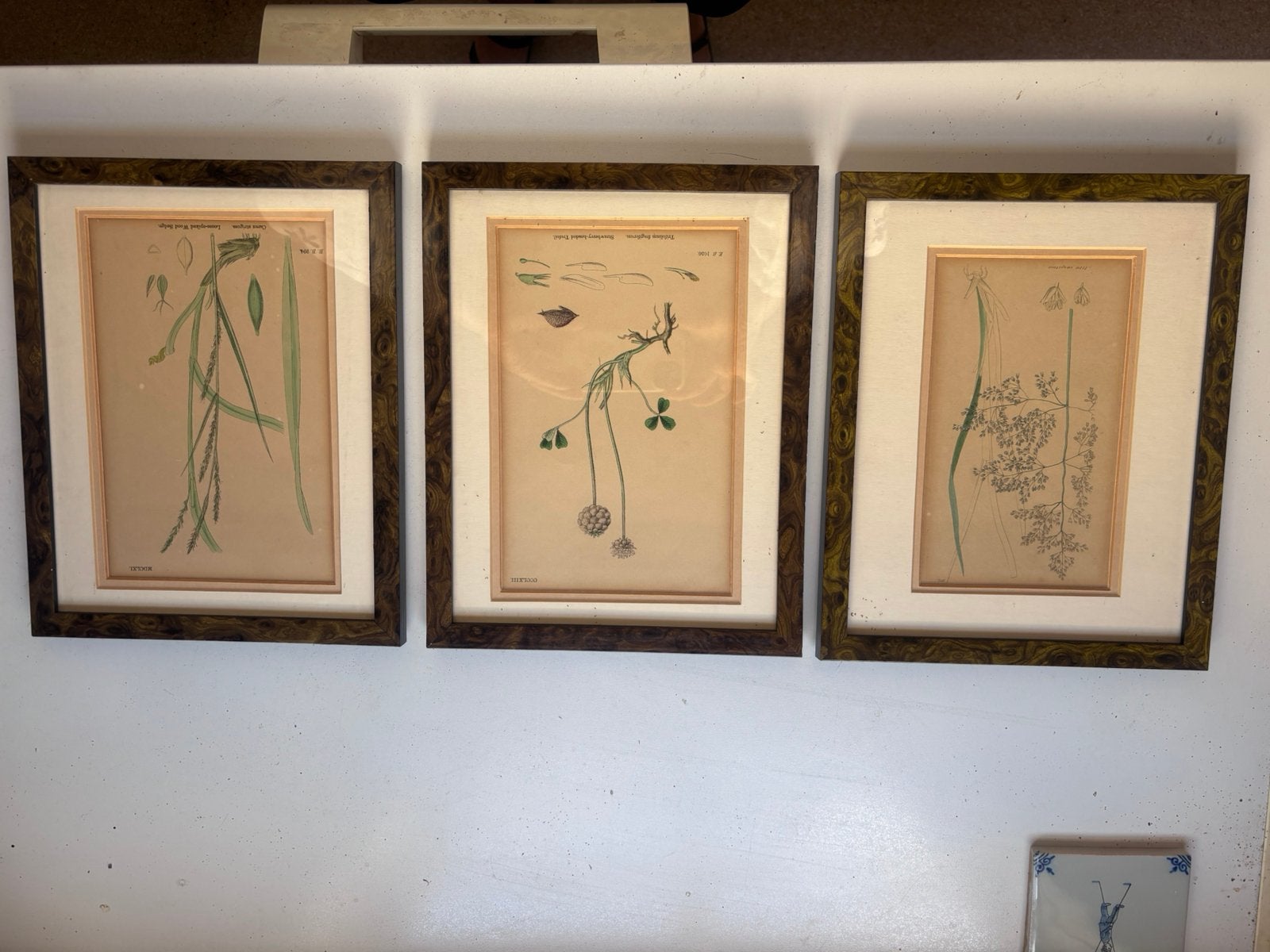 Set van 3 Antieke Botanische Prenten – James Sowerby, Antiek en Kunst, Kunst | Schilderijen | Klassiek, Ophalen, Doek, Stilleven