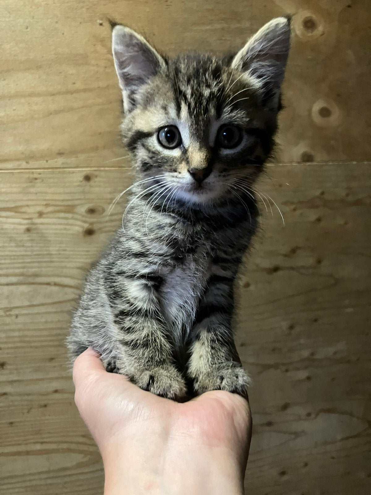 Kittens/jonge poesjes, Meerdere dieren