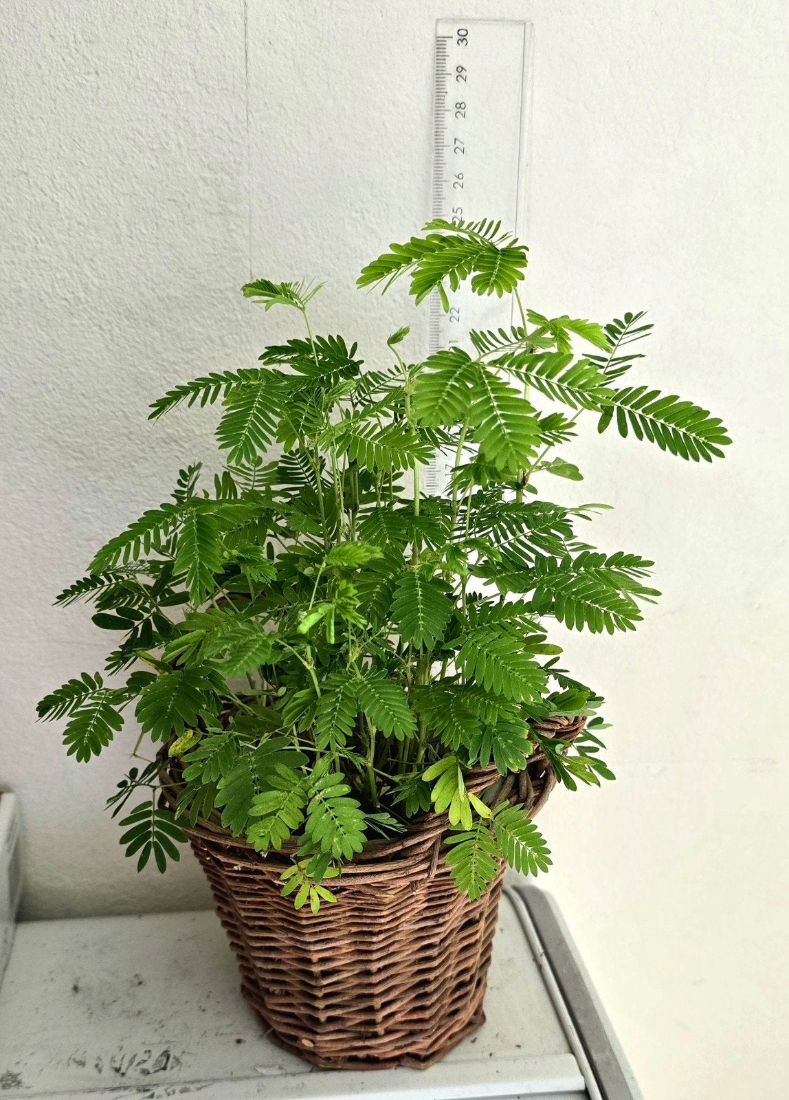 Mimosa pudica, Kruidje-roer-mij-niet met mandje., Ophalen of Verzenden, Halfschaduw, Minder dan 100 cm