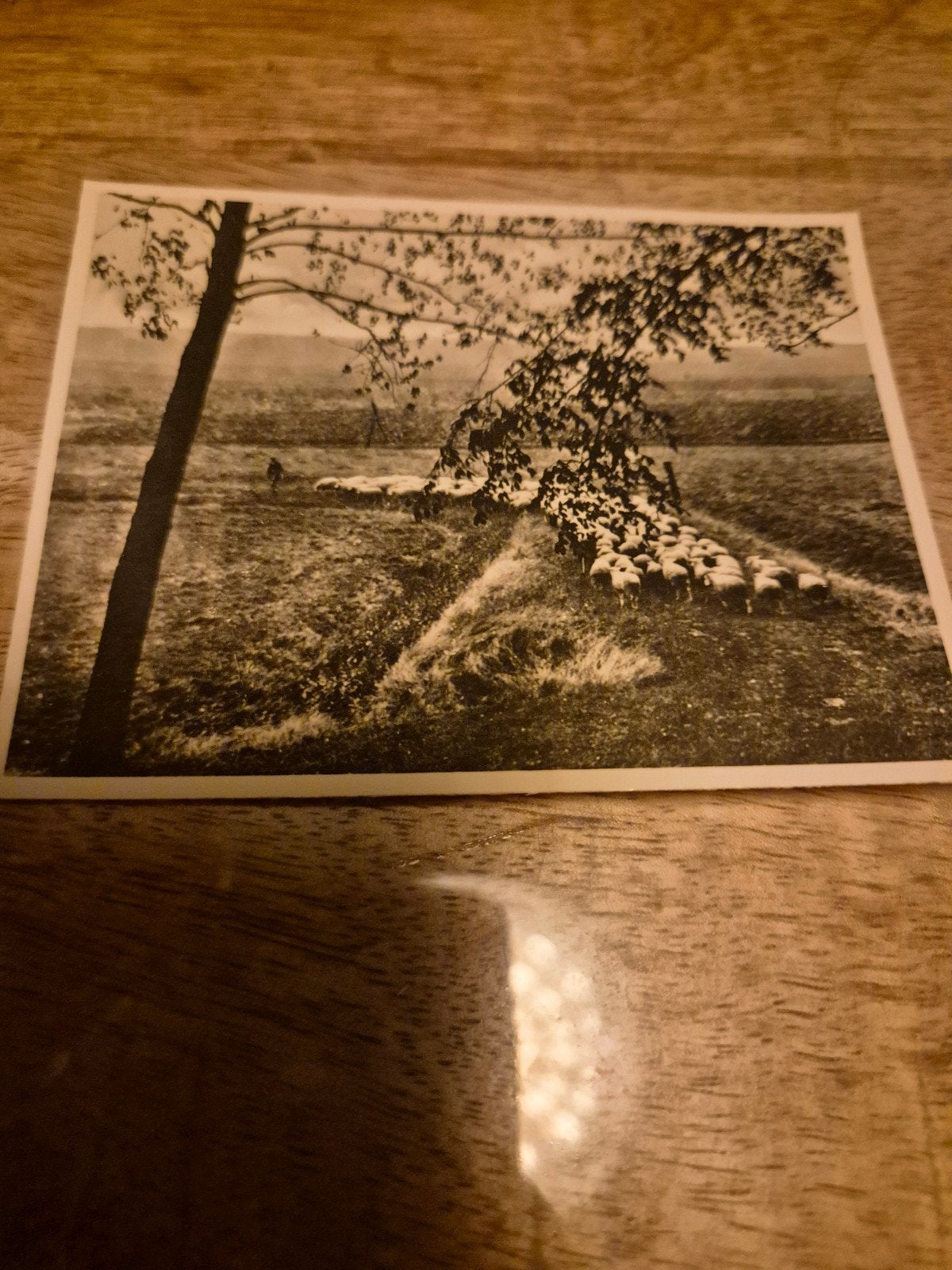 Oude foto: Herder met schapen in landschap, Verzamelen, Ophalen of Verzenden