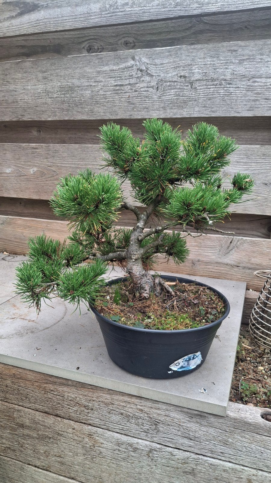 pre bonsai pinus mogo wintergold, Volle zon, Bloeit niet, Minder dan 100 cm, Overige soorten
