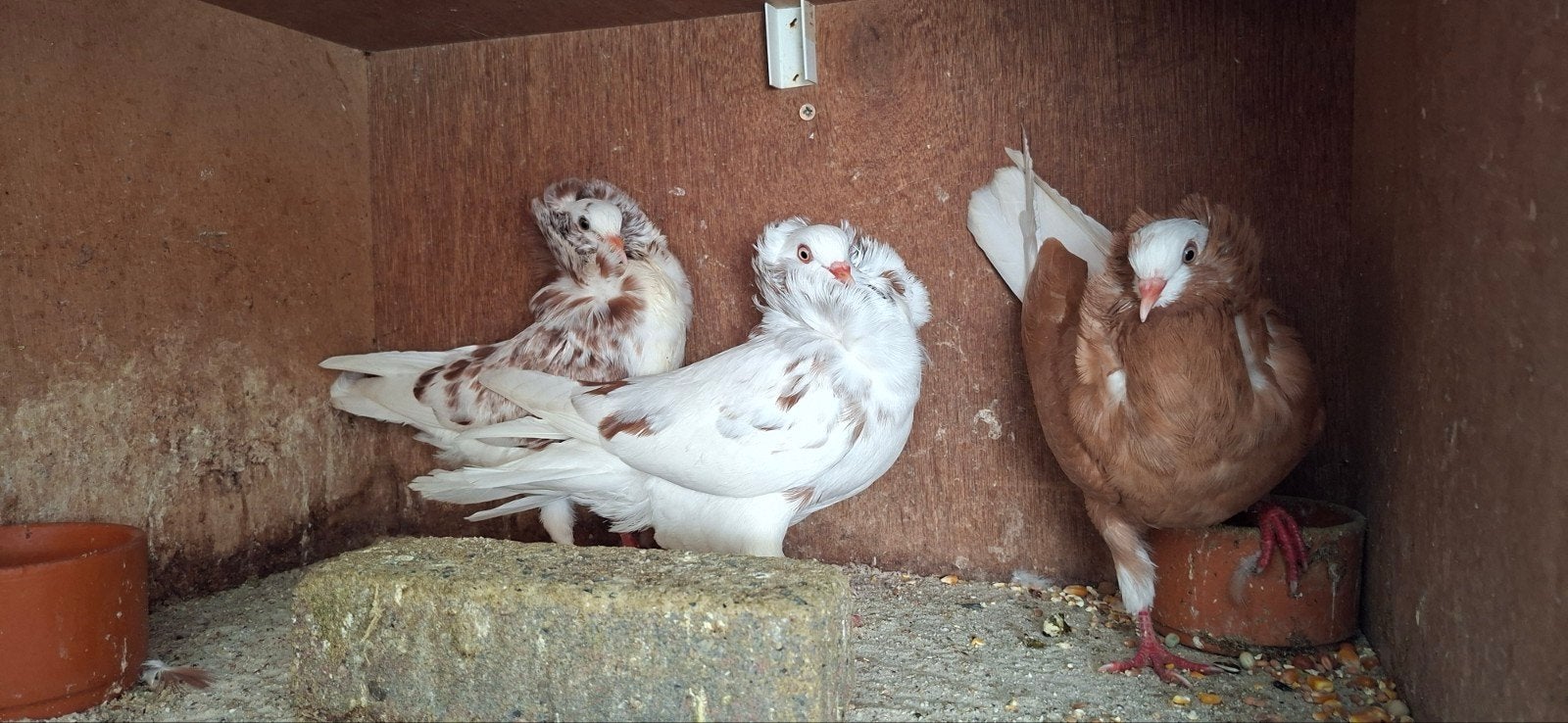 te koop sierduiven Oudhollands kapucijnen duiven, Dieren en Toebehoren, Meerdere dieren, Overige soorten