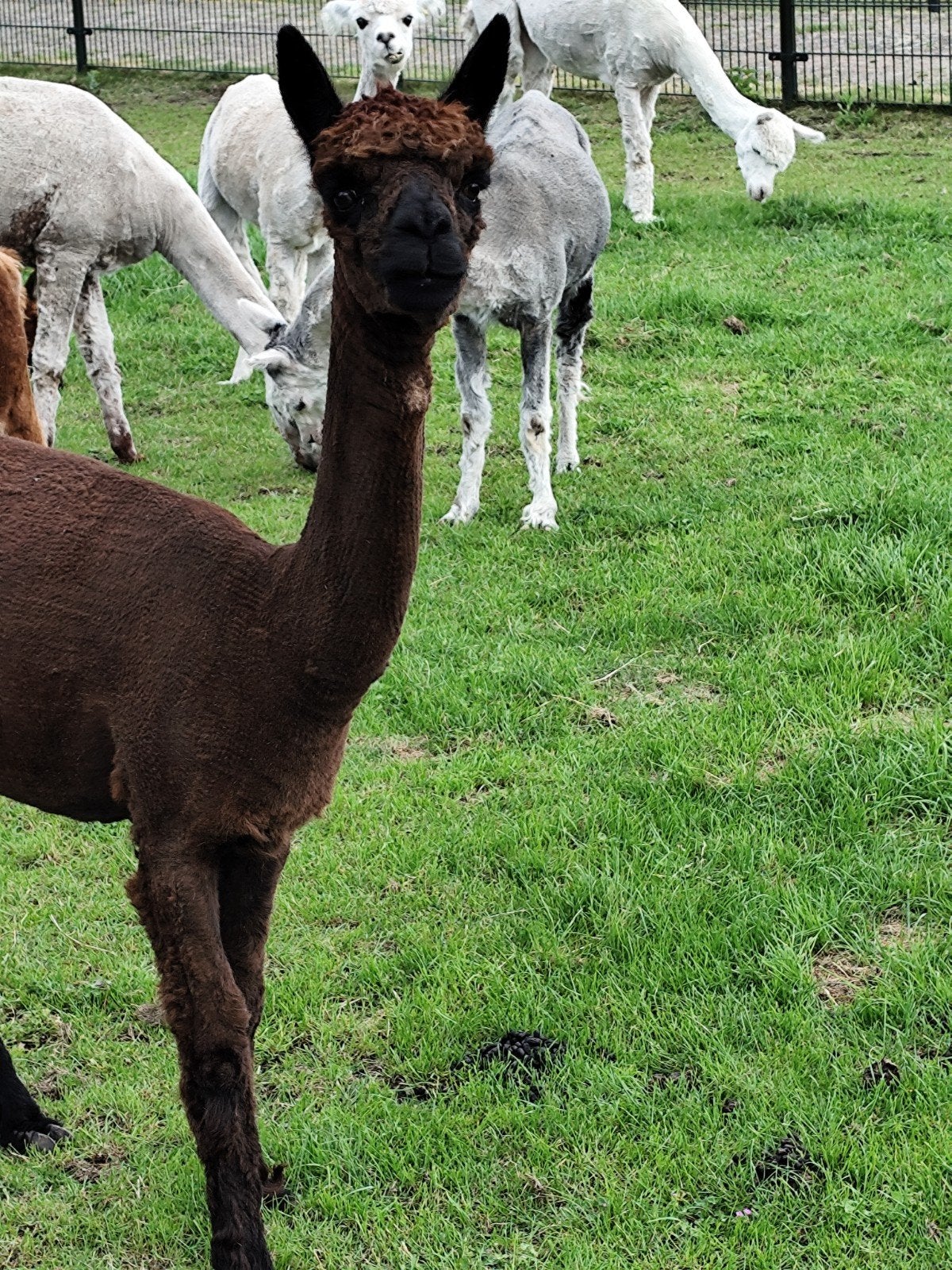 Witte en bruine merries te koop, Dieren en Toebehoren, Overige Dieren, Juni, Vrouwelijk