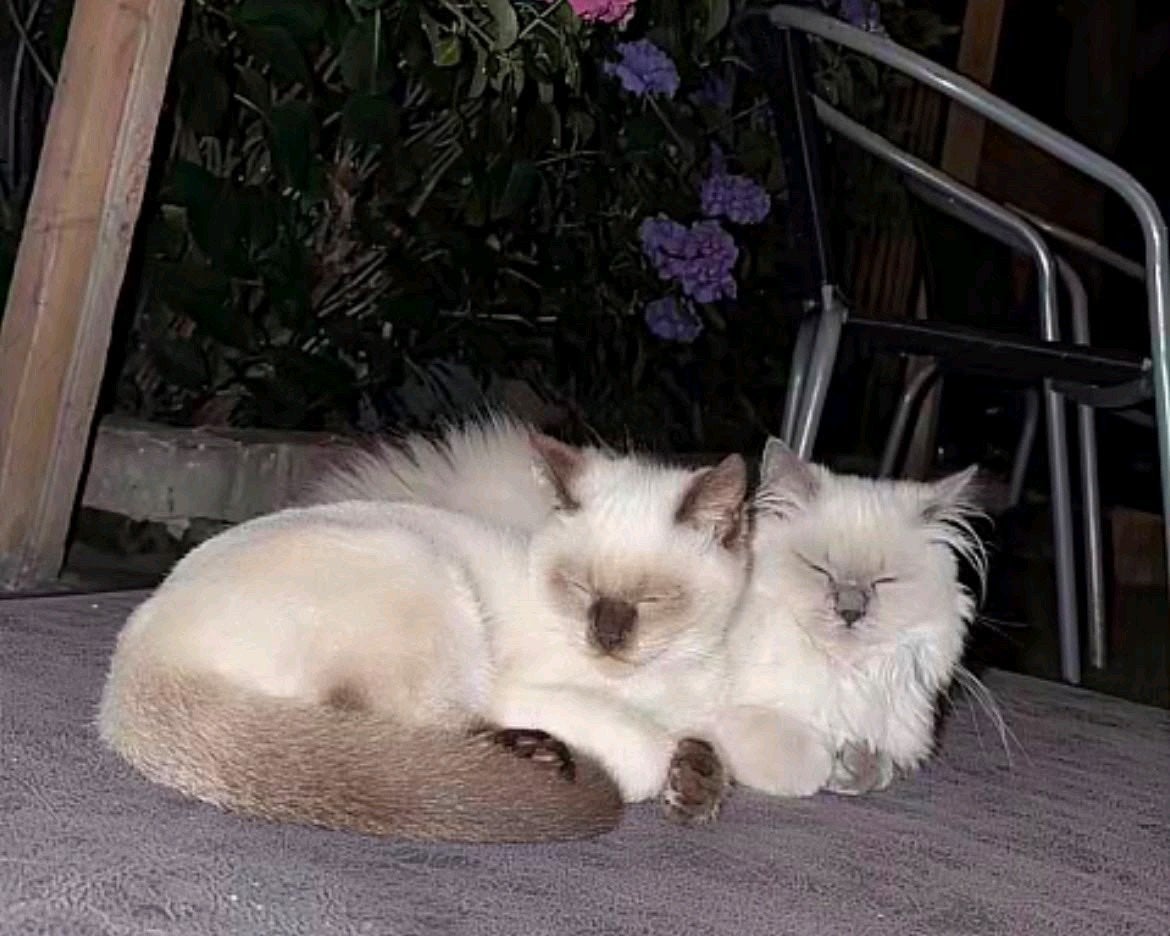 Twee Britse colourpoint poesje van 5 maanden- Met spullen!!, Dieren en Toebehoren, Poes