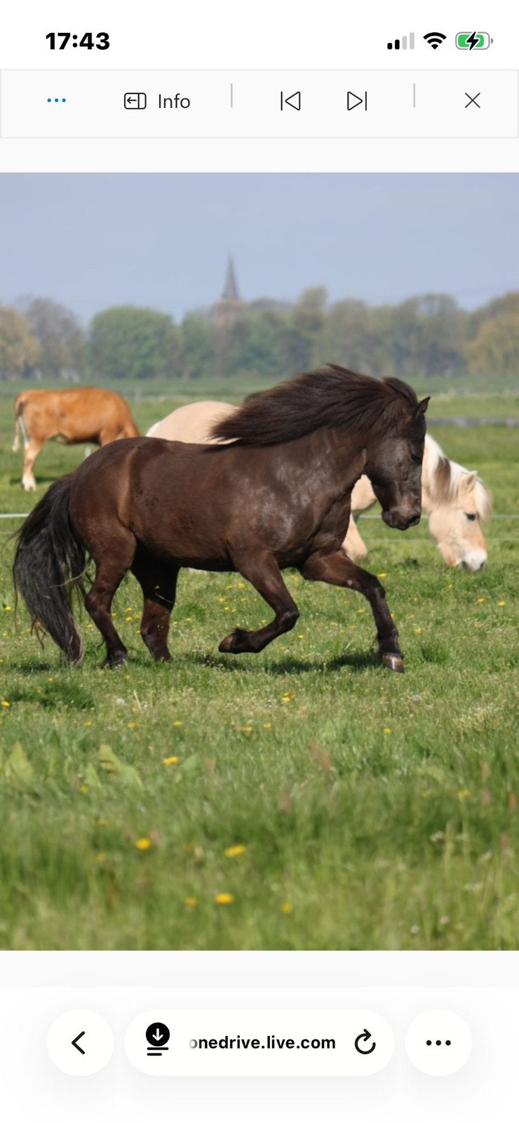 IJslander merrie 2018 natuurtölter familiepaard, Dieren en Toebehoren, Paarden, Merrie, Minder dan 160 cm, Met stamboom, Niet van toepassing