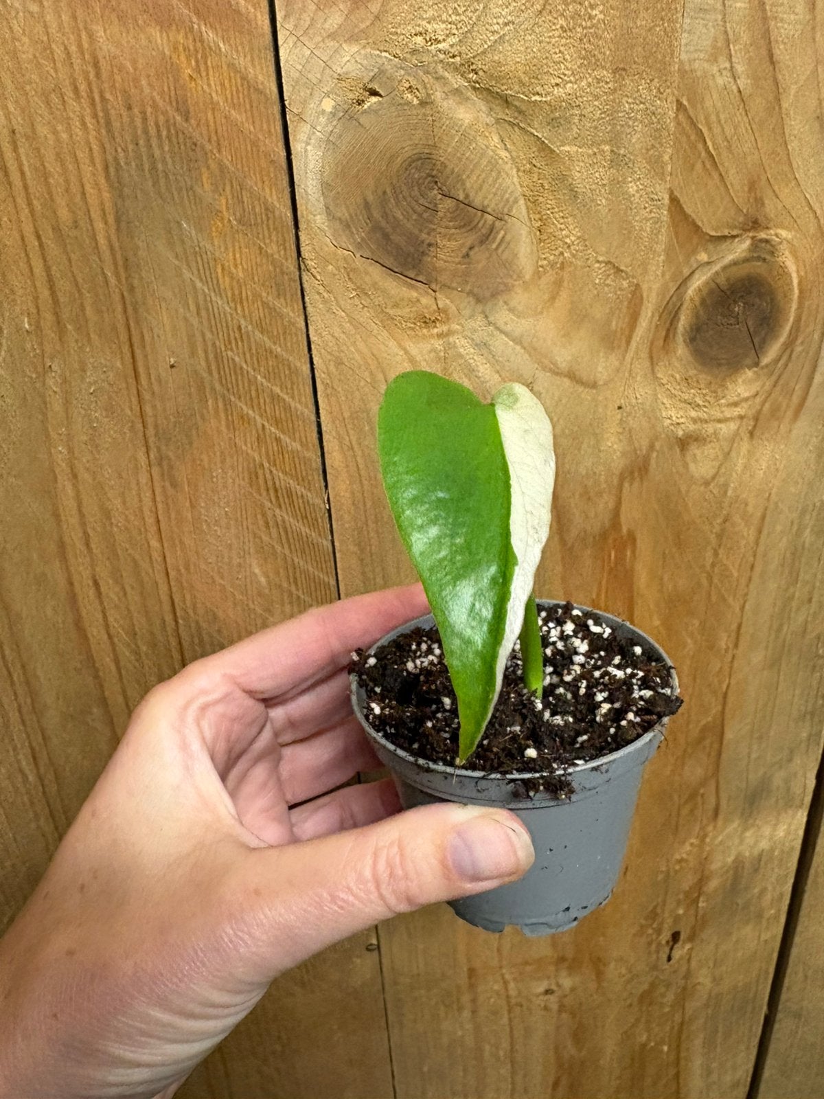 Monstera deliciosa variegata plant albo white halfmoon large, Ophalen of Verzenden, Halfschaduw, Minder dan 100 cm