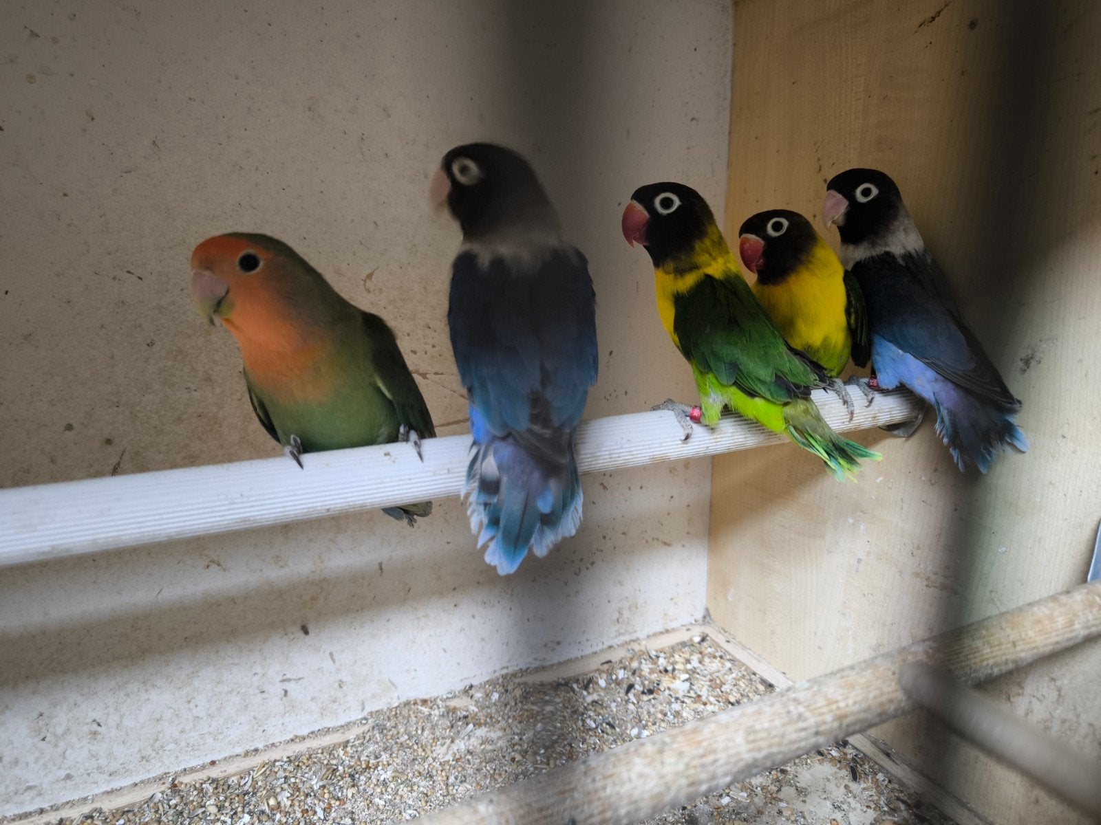 Agapornis personata, Dieren en Toebehoren, Meerdere dieren, Tam