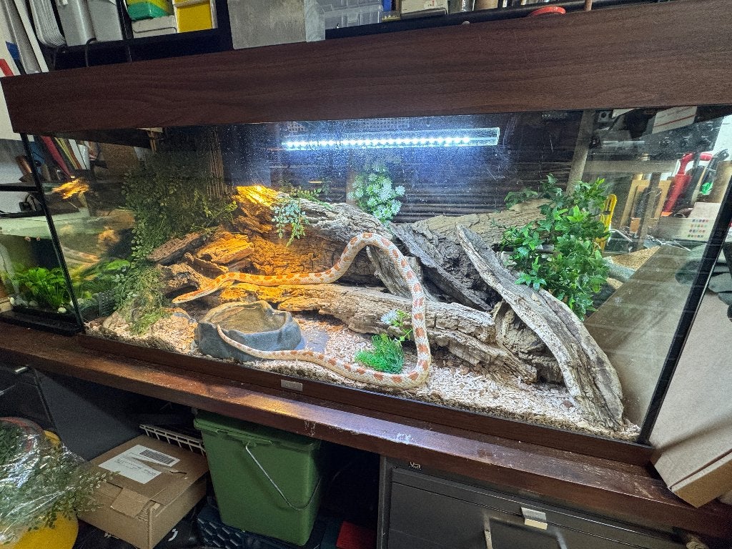 Pantherophis Guttatus Missing Black incl terrarium Corn Snake photo 3