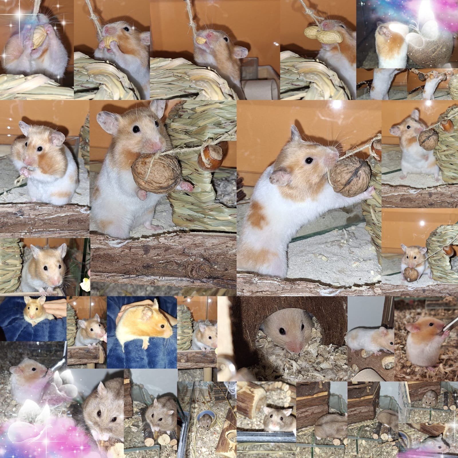 vakantie oppas voor dieren, Dieren en Toebehoren, Mei, Meerdere dieren, Hamster