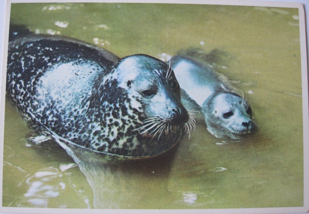 voor het kind - zeehond met jong - 1970, Verzamelen, Ansichtkaarten | Dieren, Verzenden, 1960 tot 1980, Ongelopen, Waterdier