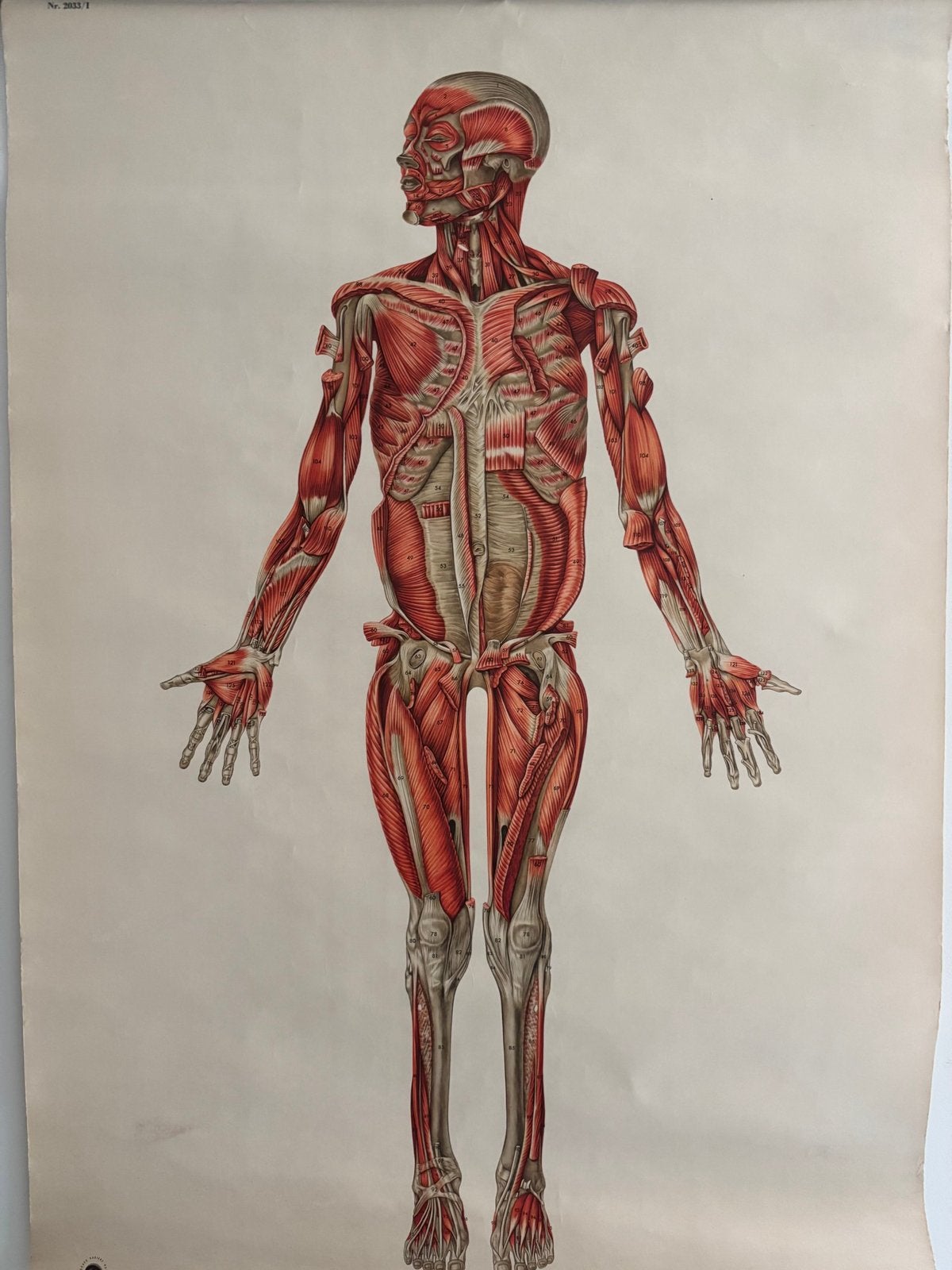 Originele anatomische schoolplaat Deutsches Hygiene-Museum, Ophalen, Natuur en Biologie