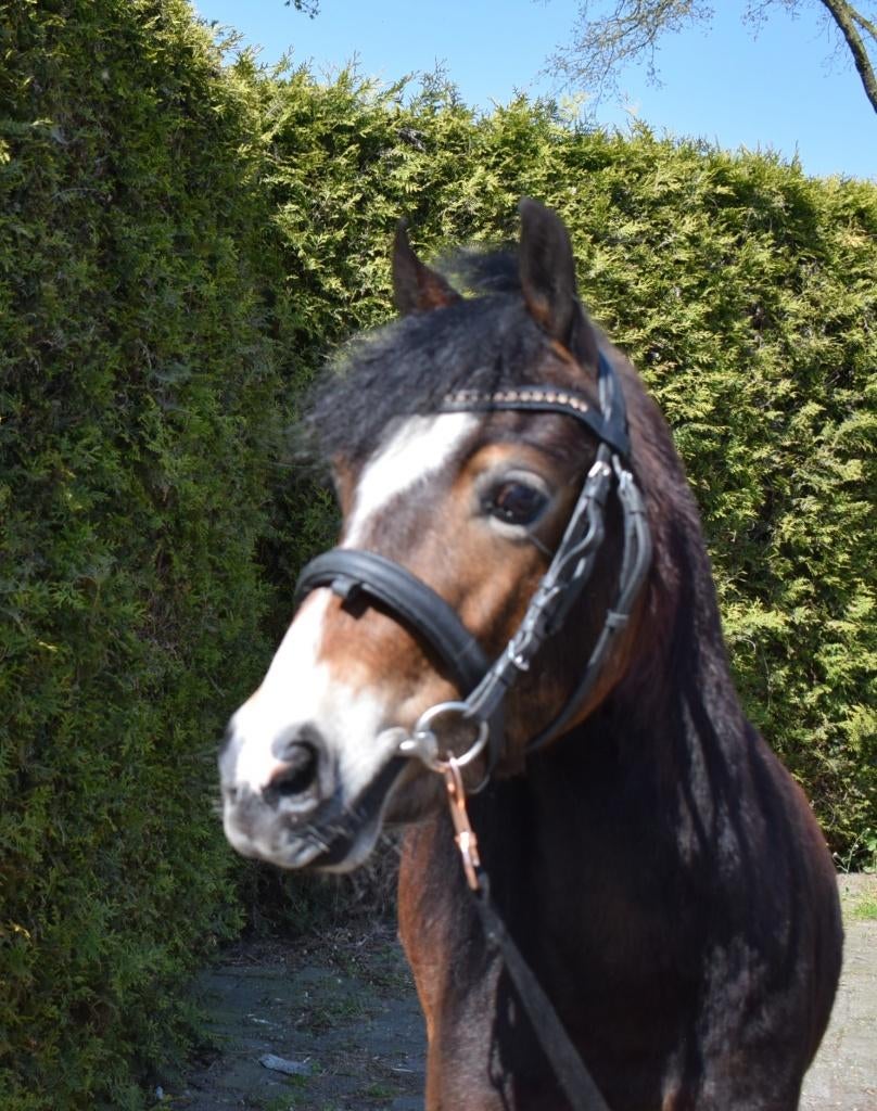 nieuwe advertentie: Leuke stoere b pony ruin van 6 jaar, Dieren en Toebehoren, Pony's, Gechipt, Ruin, 3 tot 6 jaar, B pony (1.17m tot 1.27m)
