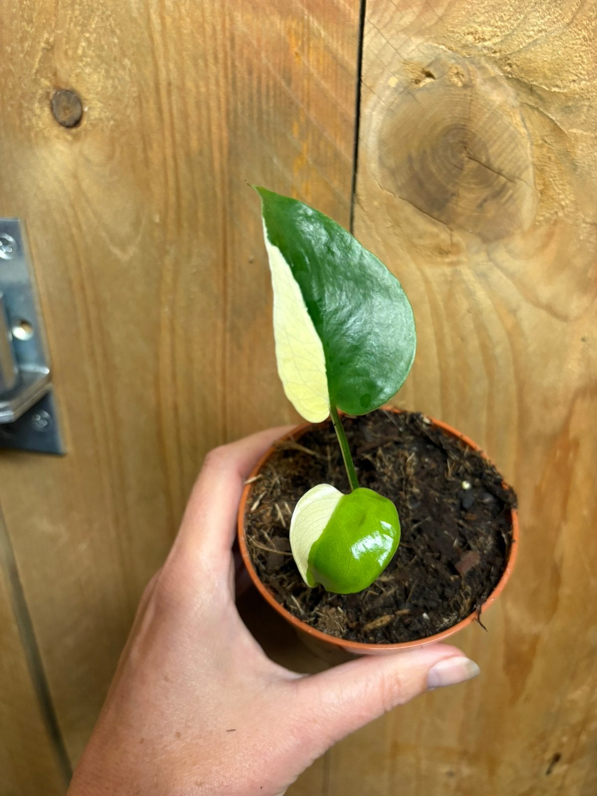 Monstera deliciosa variegata plant albo cream halfmoon large, Huis en Inrichting, Ophalen of Verzenden, Halfschaduw, Minder dan 100 cm