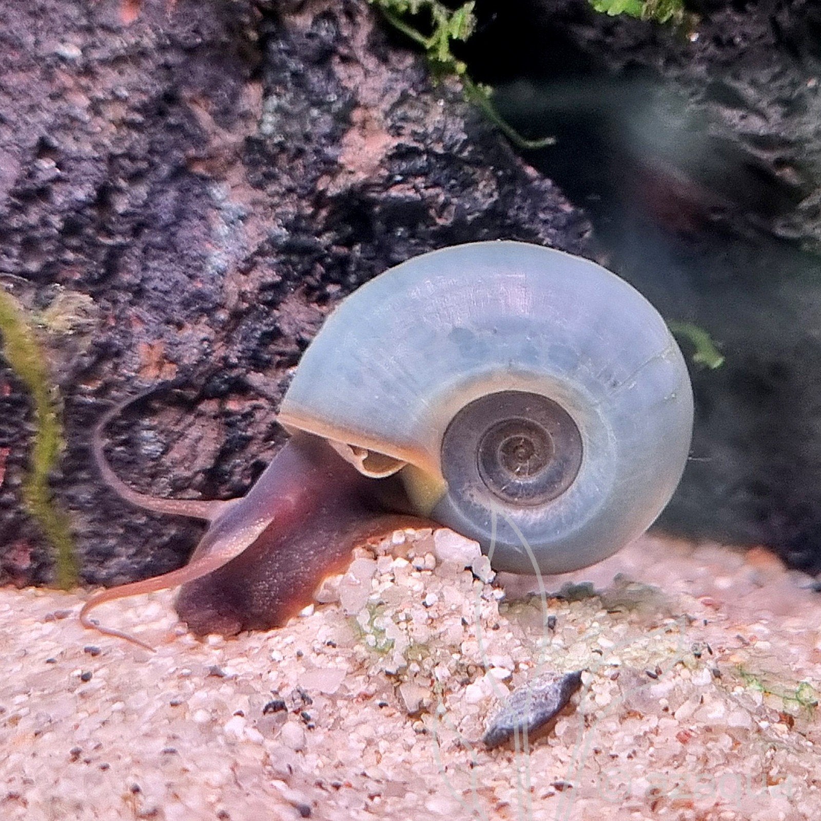 GEZOCHT: aquarium slakken, Ophalen, Nieuw
