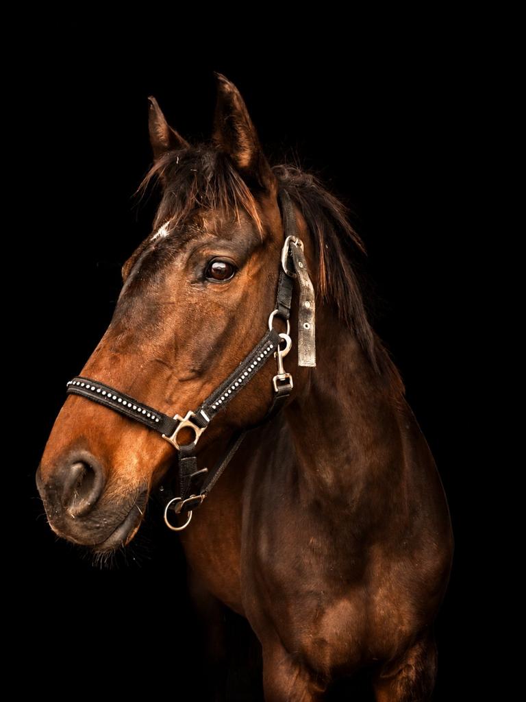 Nieuwe advertentie 14jarige merrie 167cm topbraaf, Merrie, L, 11 jaar of ouder, Recreatiepaard