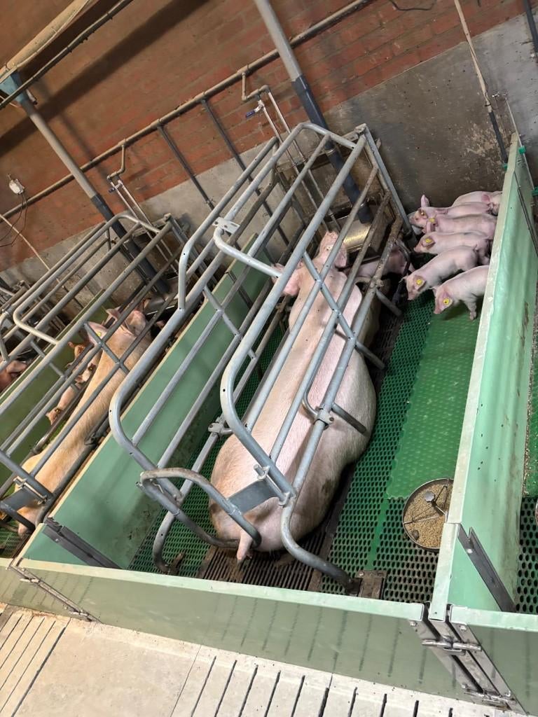 Kraamhokken [240], Dieren en Toebehoren, Meerdere dieren, Geit