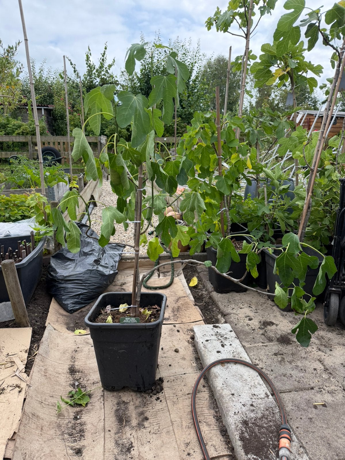 Vijgenboom Hardy 1,7 meter 4 jaar oud, Ophalen, Lente, Volle zon, In pot