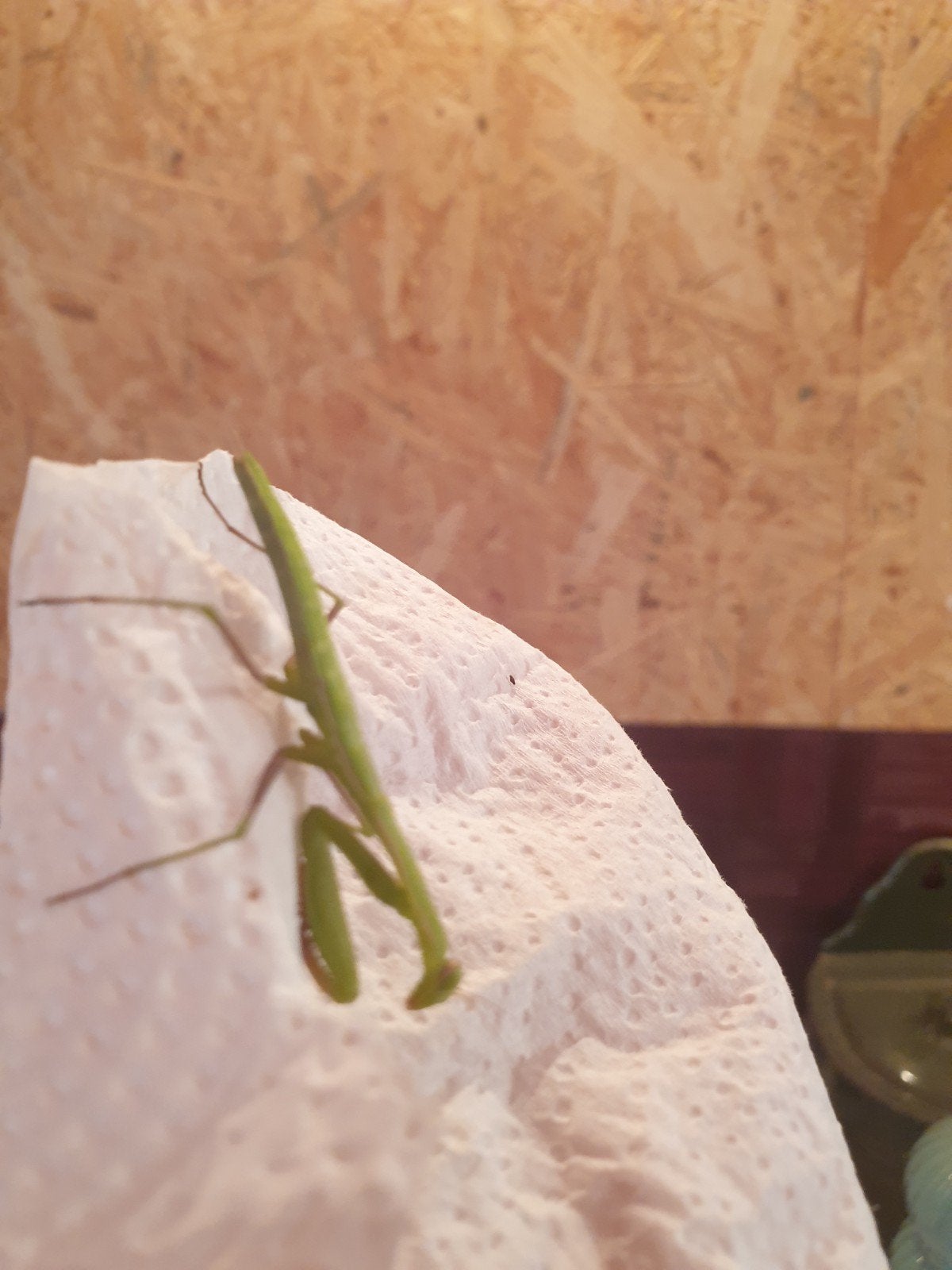 mantis religiosa nimfen europese reuzen bidsprinkhaan L2/L4, Dieren en Toebehoren, Insecten en Spinnen