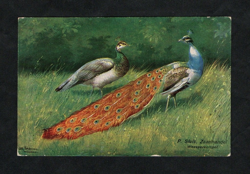Reclamekaart Sluis Weesperkarspel Pauwen Kippenvoer., Ophalen of Verzenden, Voor 1920, Ongelopen, Vogel