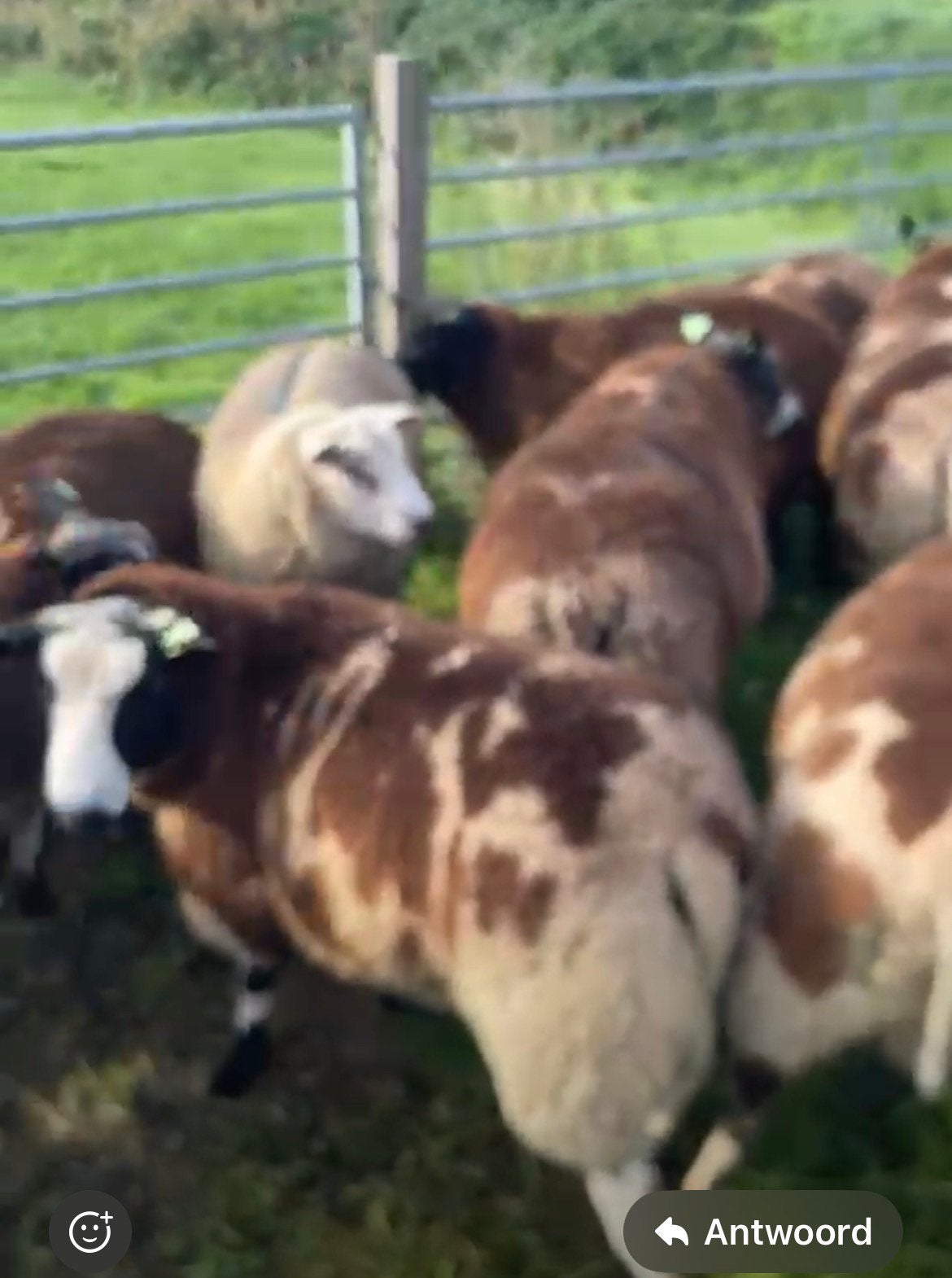 Bonte rammen, Dieren en Toebehoren, Mannelijk, Schaap, 0 tot 2 jaar