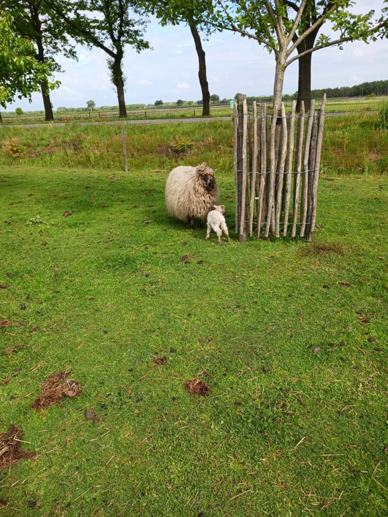 walische schwarznase ooi met ram lam te koop, Meerdere dieren, Schaap