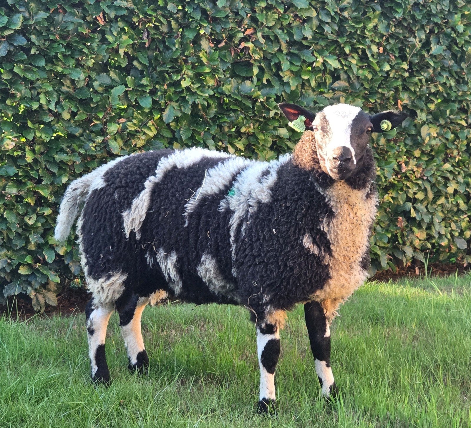 Mooie bonte dekram, Mannelijk, Schaap