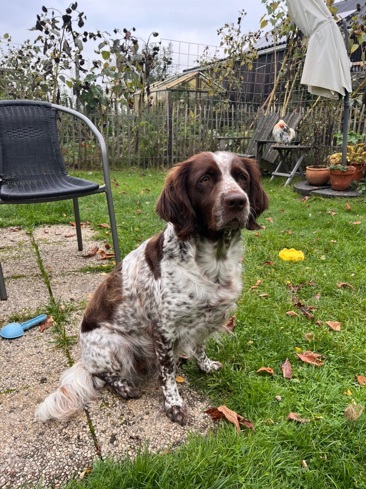 Heidewachtel puppy’s verwacht ️, Overige rassen, 8 tot 15 weken, Meerdere, Meerdere dieren