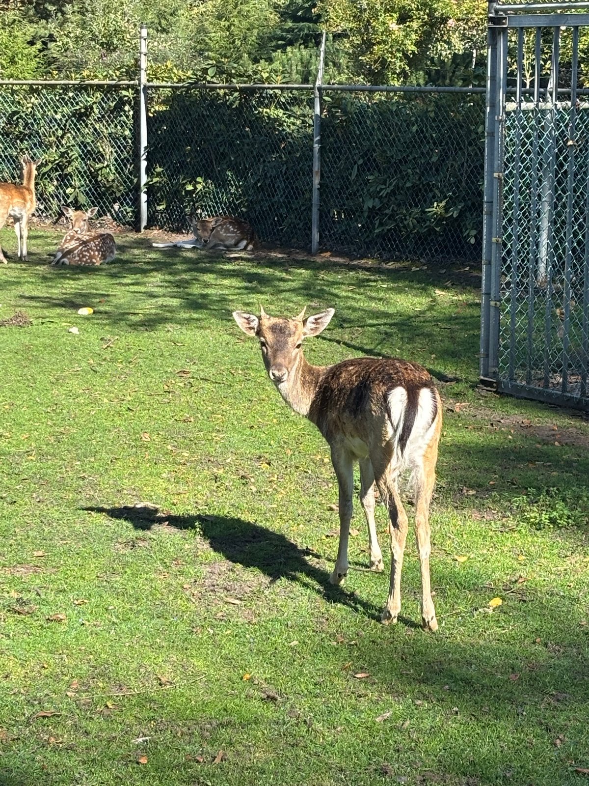 Damhert bok 1 jaar, Dieren en Toebehoren, Juni, Mannelijk