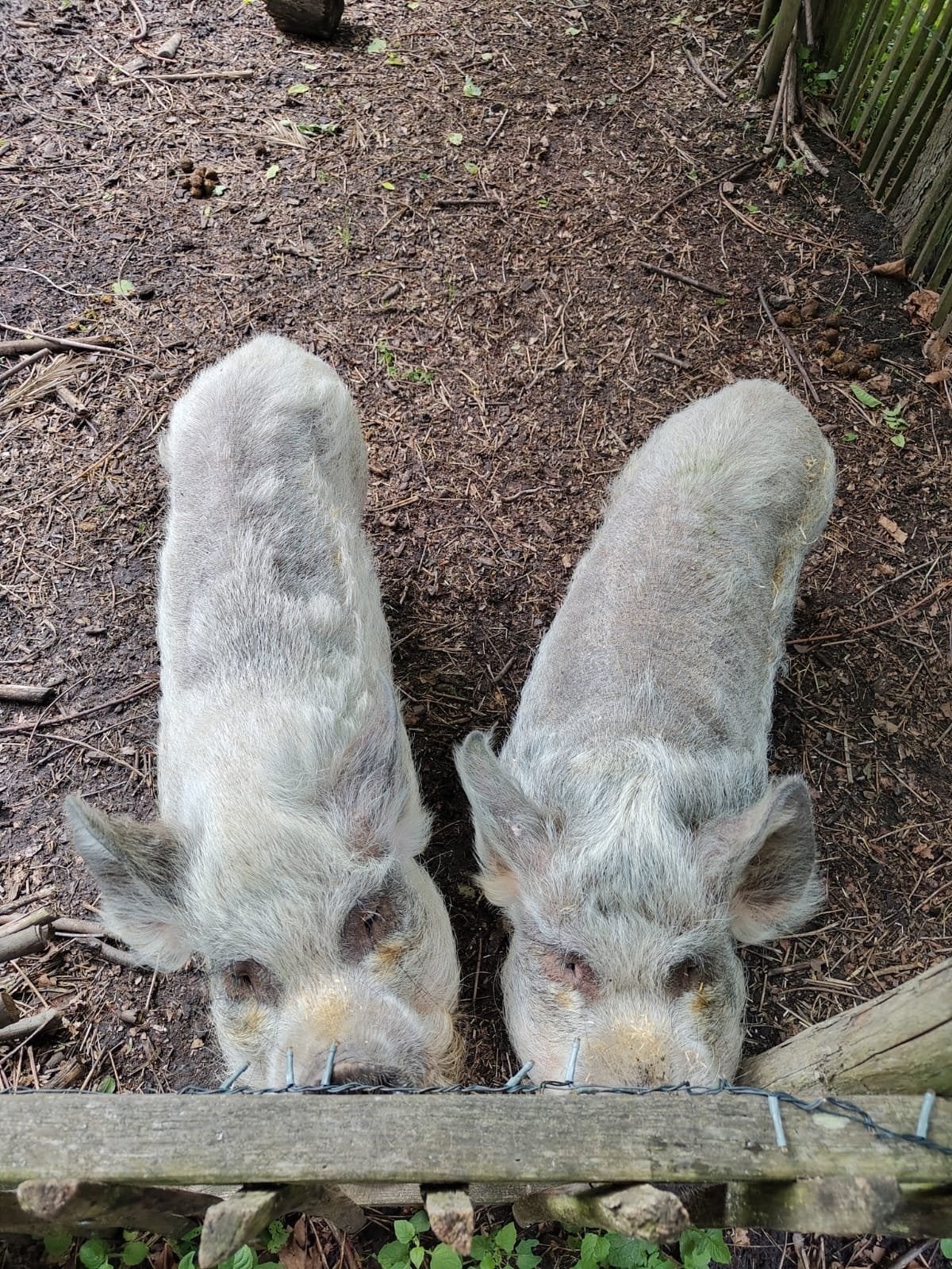 Twee lieve Kune Kune zusjes - zachtaardig en betrouwbaar, Dieren en Toebehoren, Schapen, Geiten en Varkens, Vrouwelijk, Varken