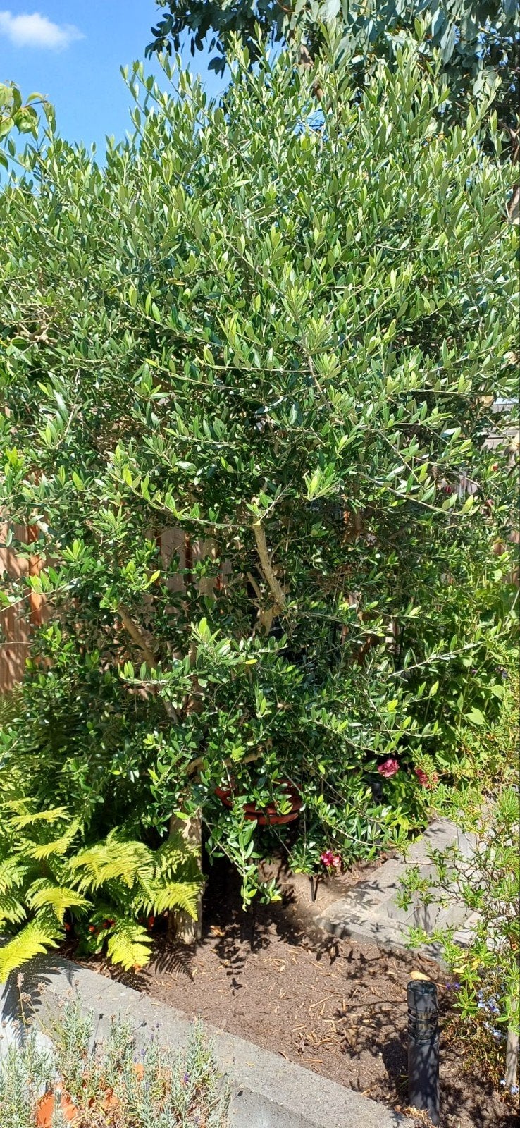 Te koop: prachtige sierolijfboom  2 meter hoog, Tuin en Terras, Planten | Bomen, Ophalen, Bloeit niet, Volle zon, Olijfboom