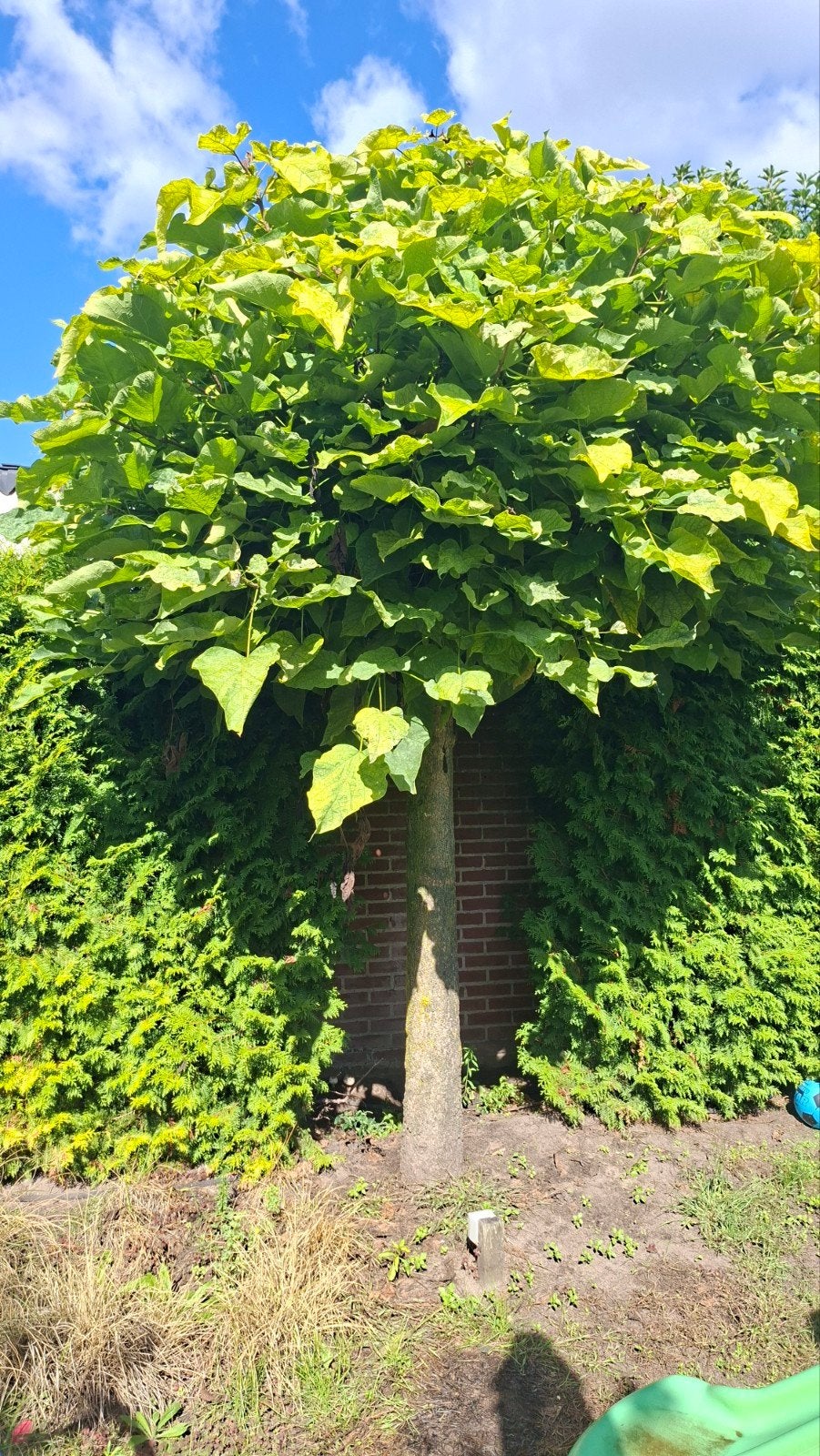 Bolcatalpa, Tuin en Terras, Bloeit niet, Overige soorten, 250 tot 400 cm, Ophalen