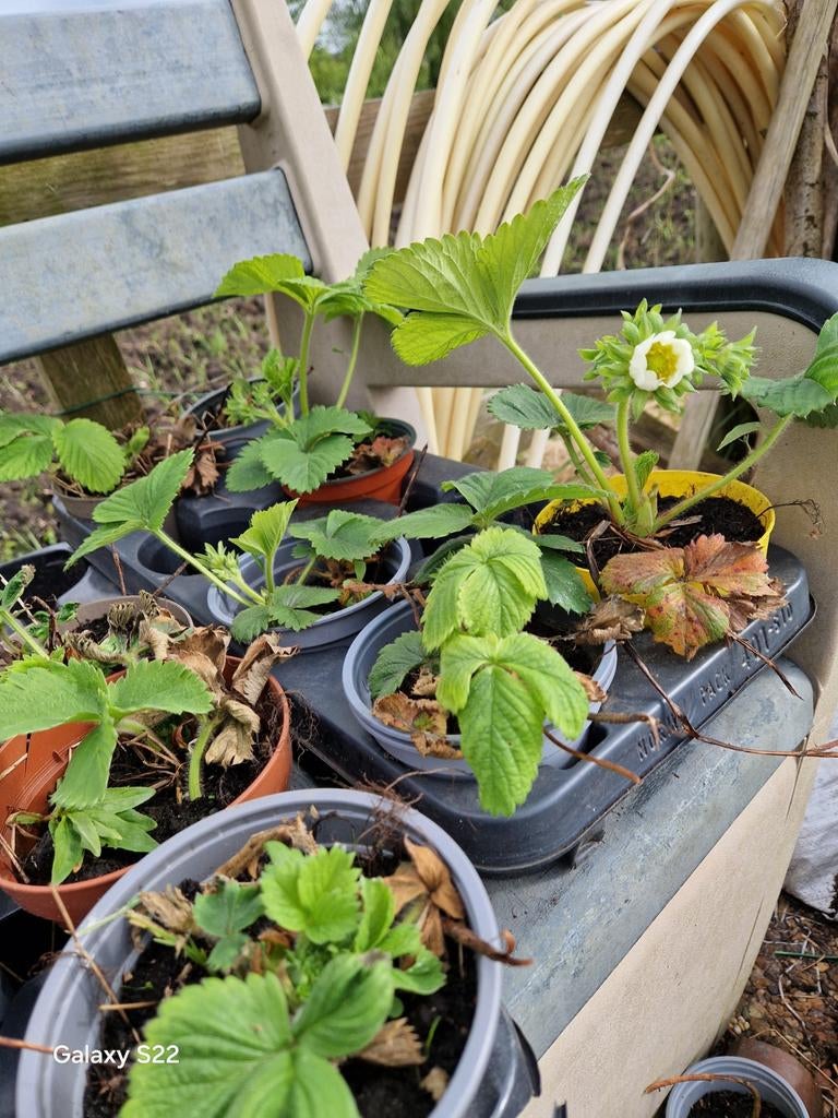 Aardbeien grootte format, Ophalen of Verzenden, Volle zon