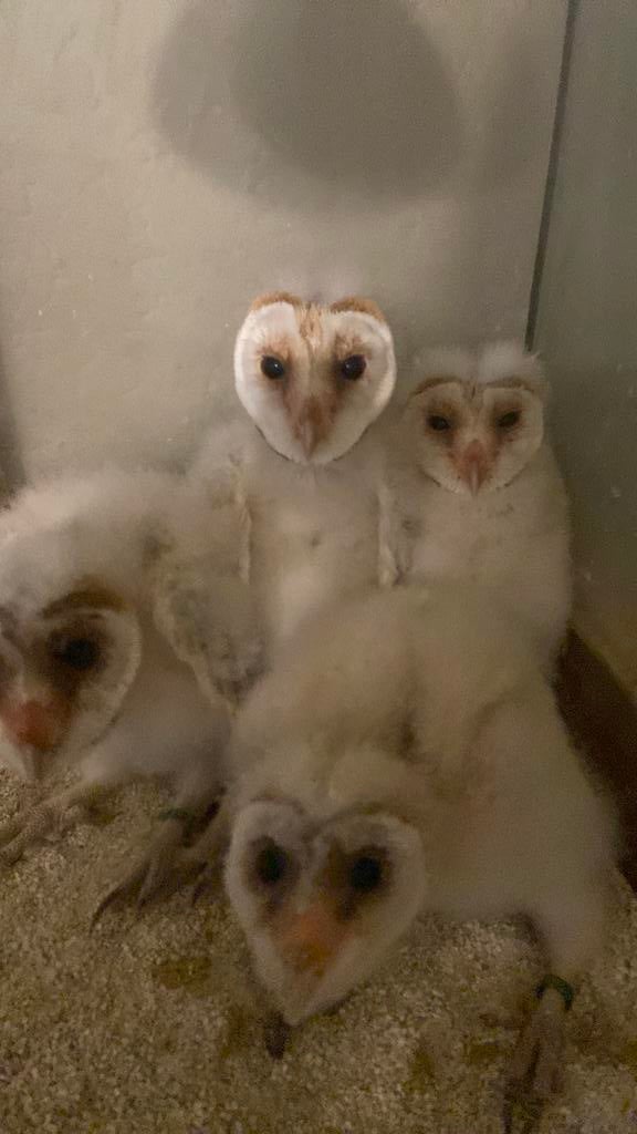 Kerkuil jongen handtam en geringd met papieren, Geslacht onbekend, Roofvogel, Geringd