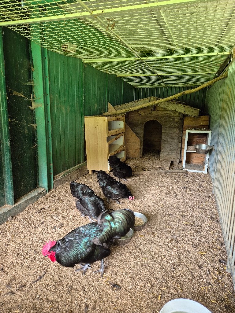 Gratis Australorp haan, Dieren en Toebehoren, Pluimvee, Mannelijk, Kip