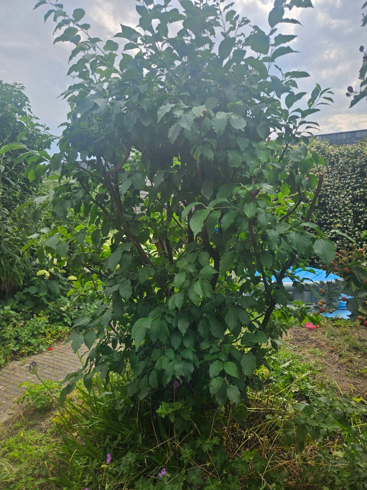 Pruimenboom, 5 jaar oud, geeft pruimen (zelf uitgraven), Ophalen, 100 tot 250 cm, Pruimenboom