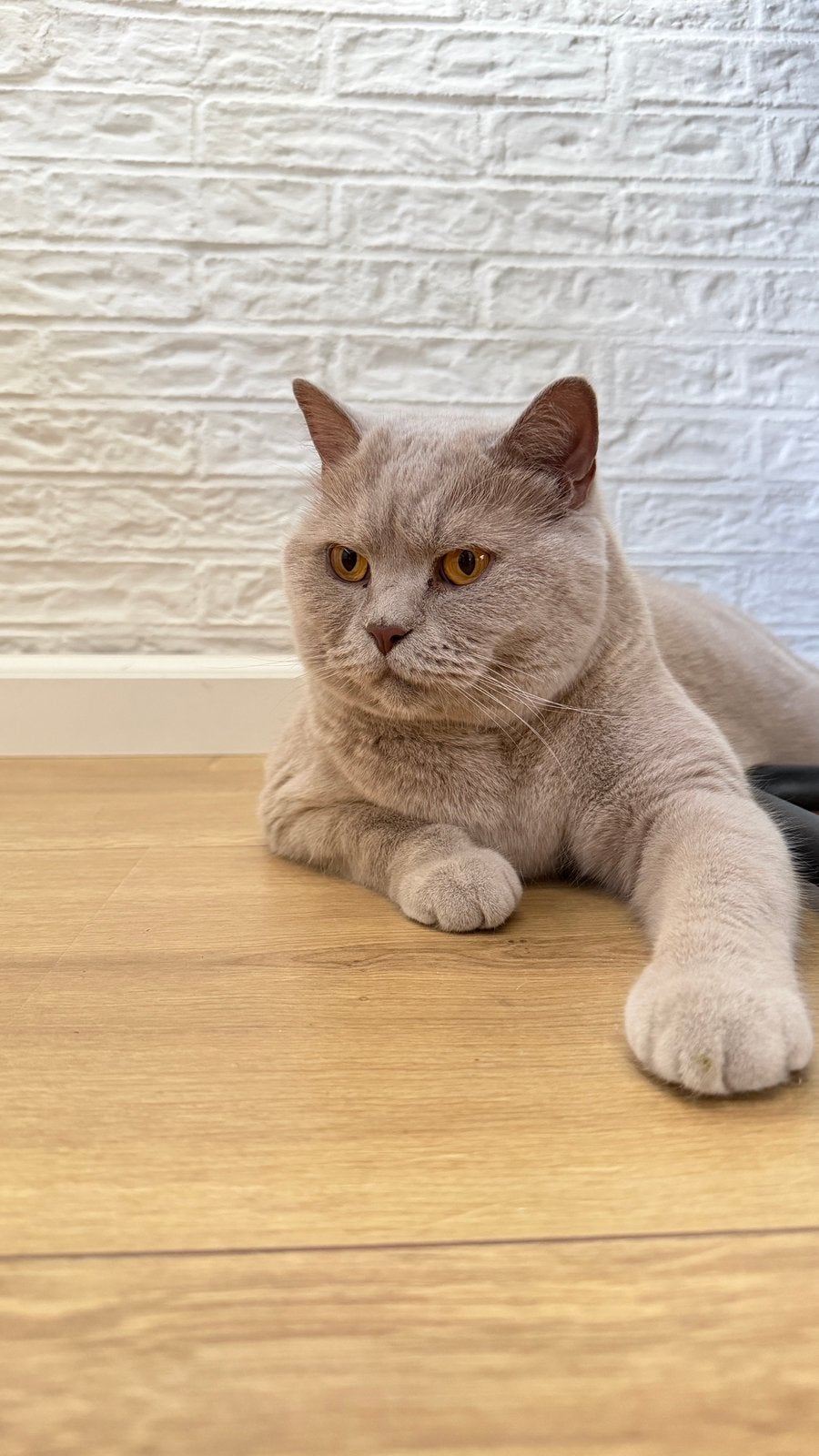 Britse korthaar, Kater, Ontwormd