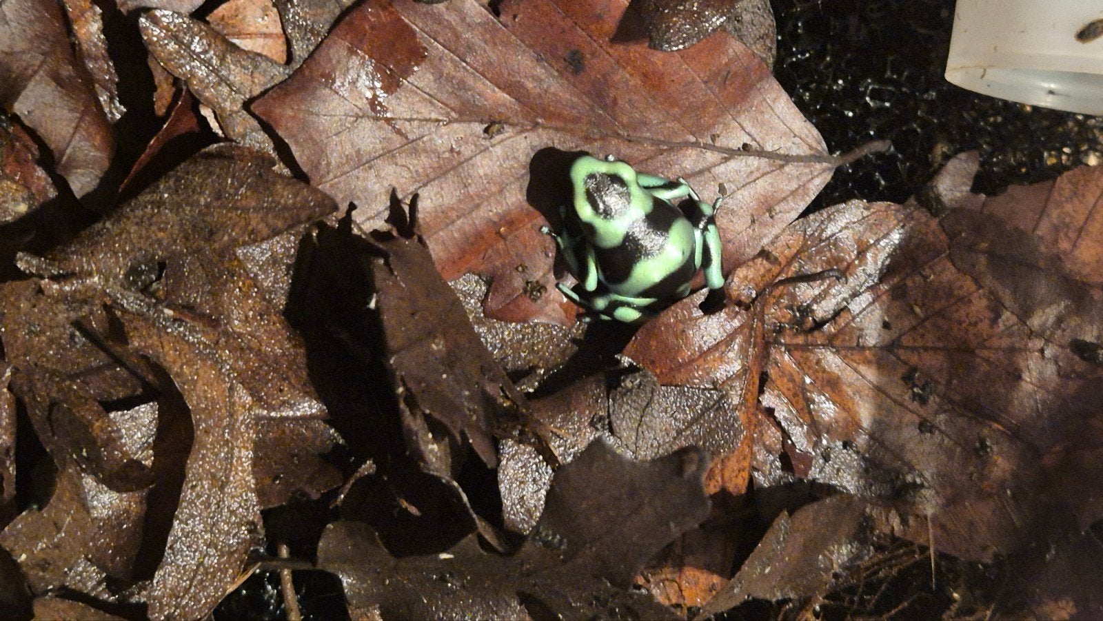 nakweek dendrobates auratus Costa rica Frog photo 3