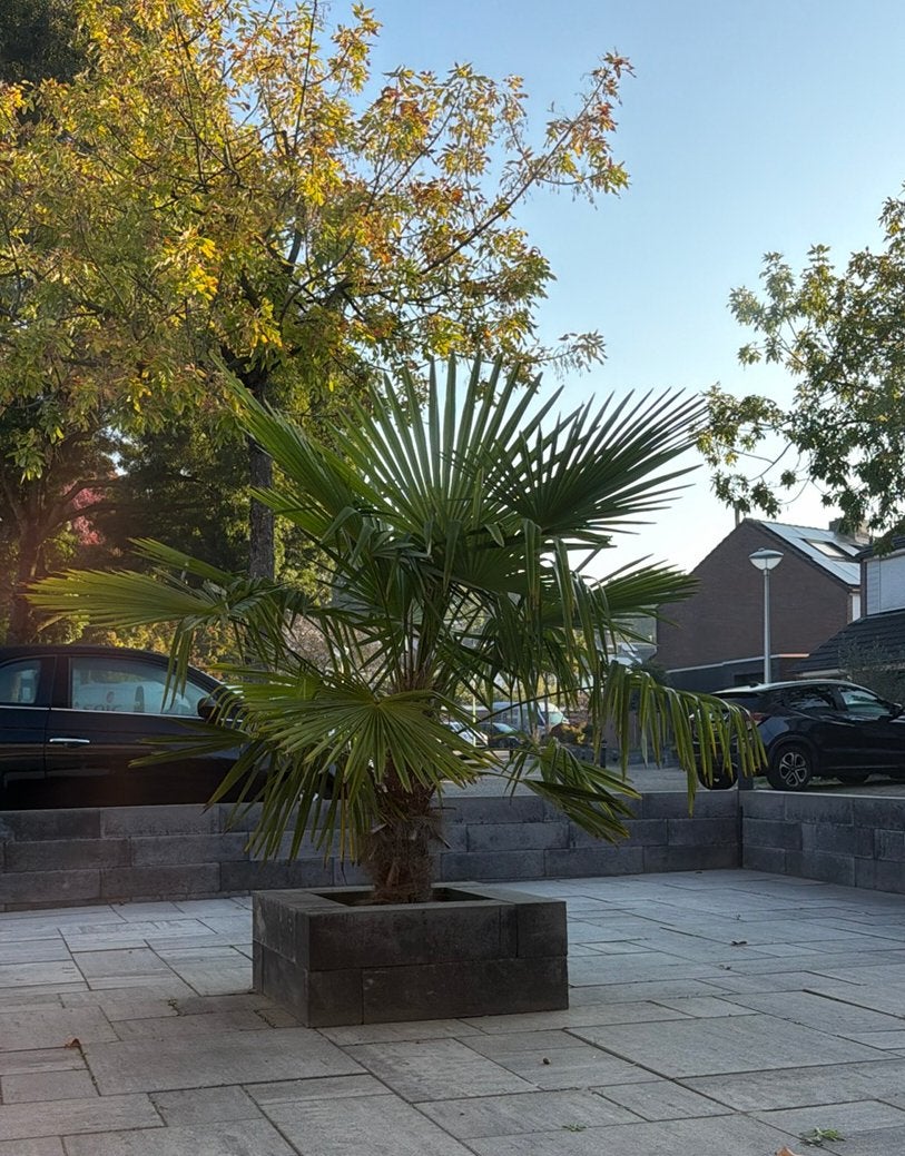 Palmboom - Trachycarpus Fortunei (ongv 175 cm), Vaste plant, Halfschaduw, Zomer, Ophalen