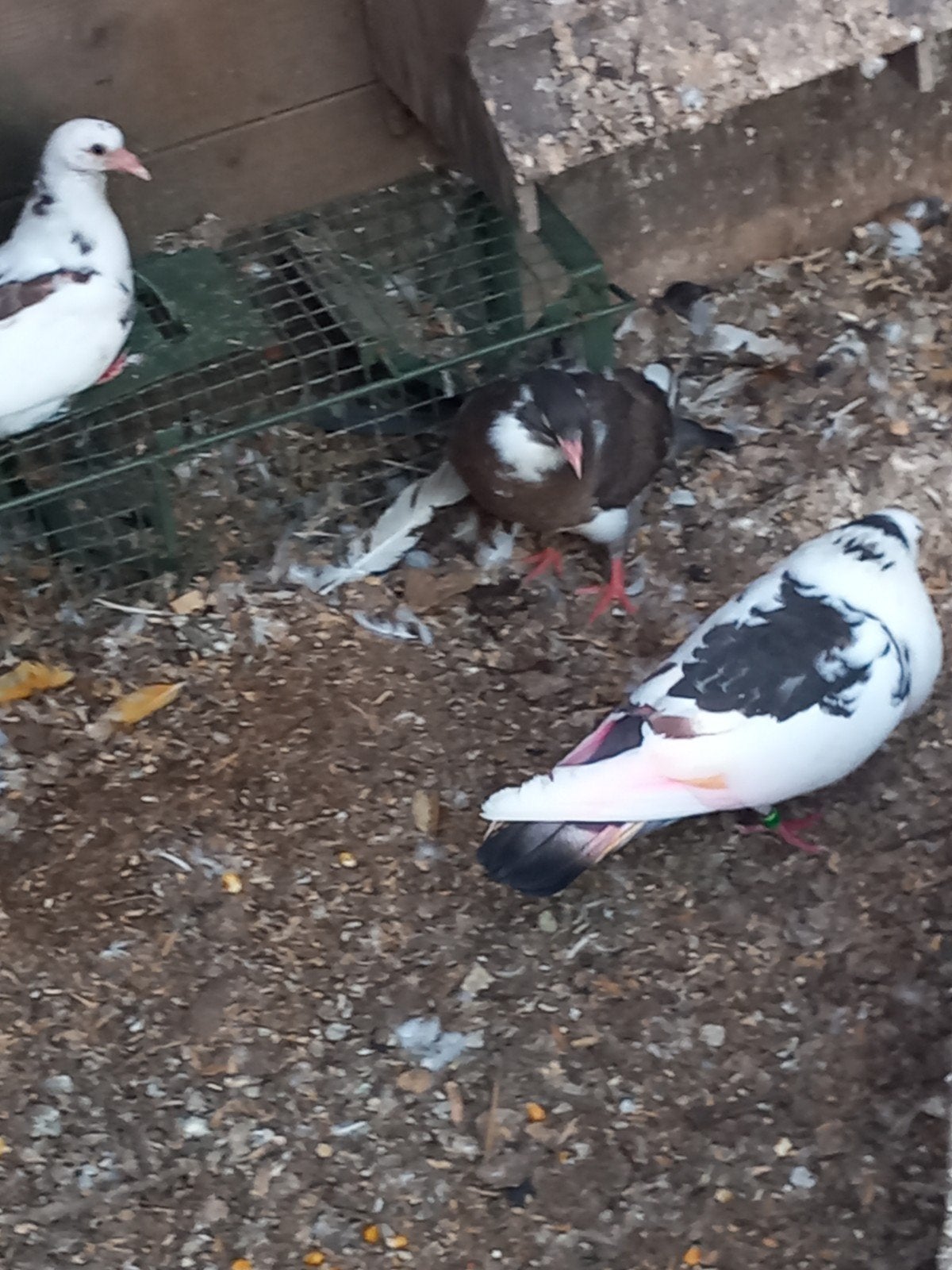 Slenk x tilduif lokkers kroppers, Dieren en Toebehoren, Meerdere dieren, Kropper