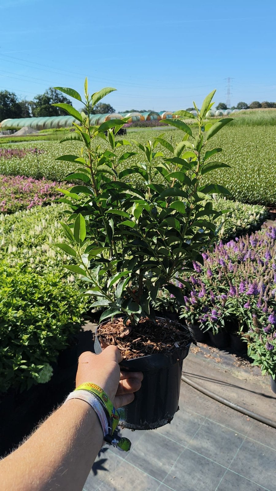 PLANTEN! portugese laurier, olijfwilg, glansmispel hortensia, Tuin en Terras, Planten | Struiken en Hagen, Ophalen of Verzenden
