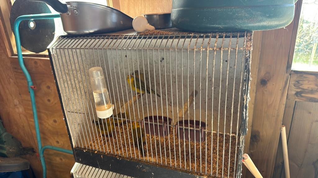 Grote Saffraan, Meerdere dieren, Tropenvogel, Geringd