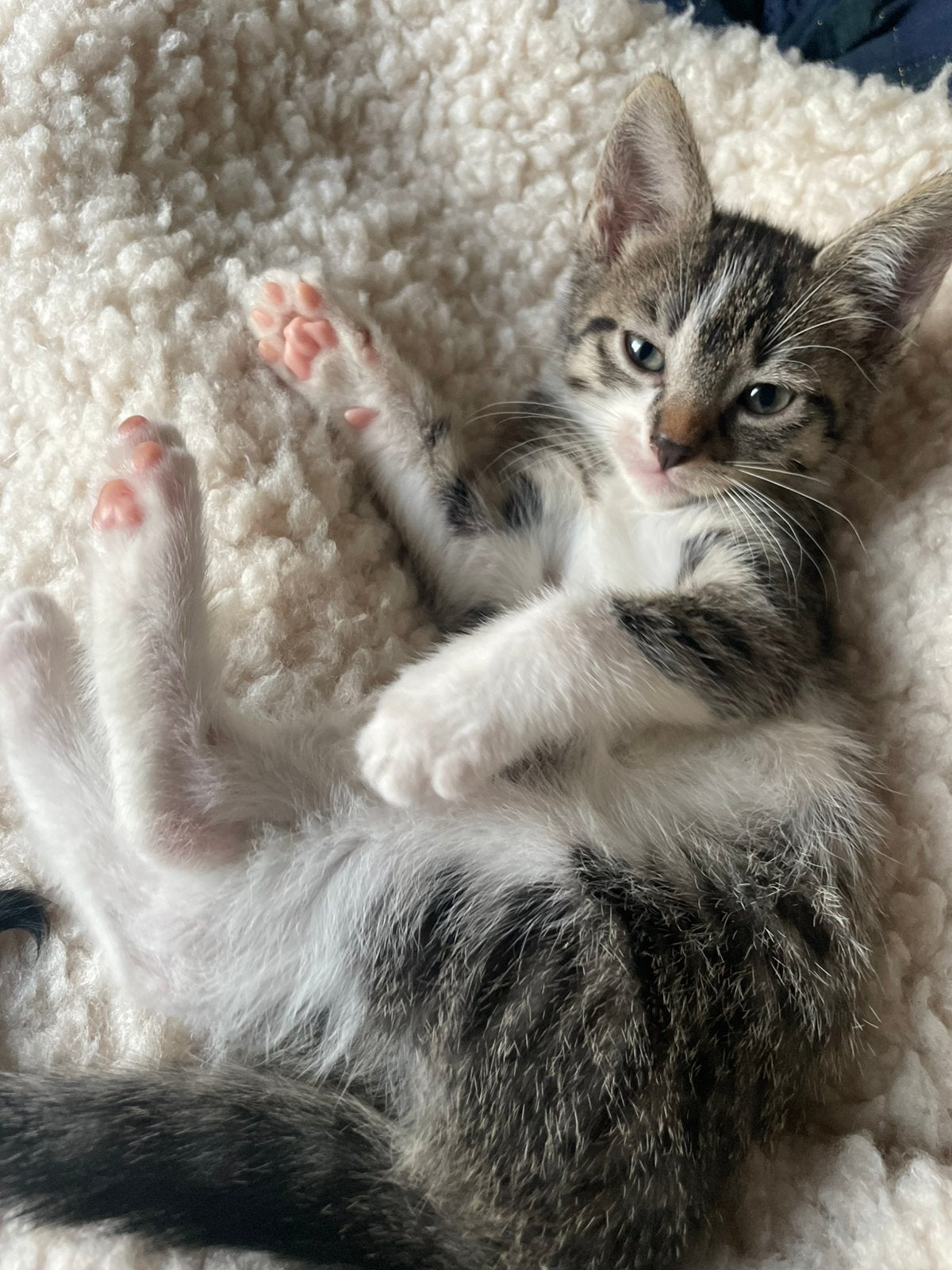 Kittens nog 2 kittens beschikbaar, Dieren en Toebehoren, Katten en Kittens | Overige Katten, Meerdere dieren, Kortharig