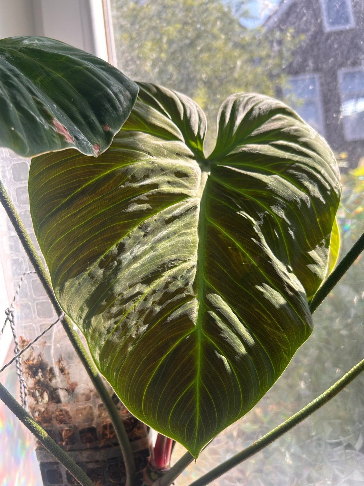 Philodendron El Choco Red, Ophalen, 100 tot 150 cm, Overige soorten, In pot