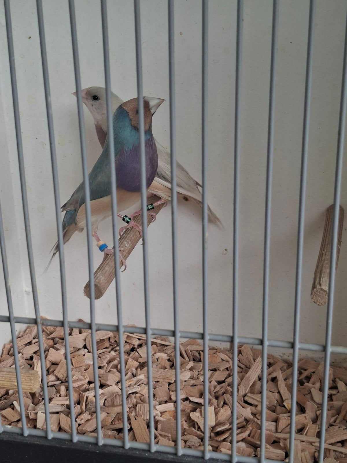 3 koppels gouldamadine, Meerdere dieren, Parkiet