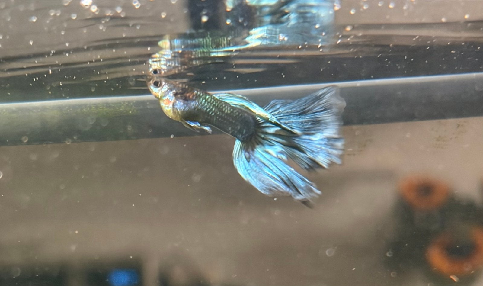 Blue moscow guppy, Dieren en Toebehoren, Vis, Zoetwatervis