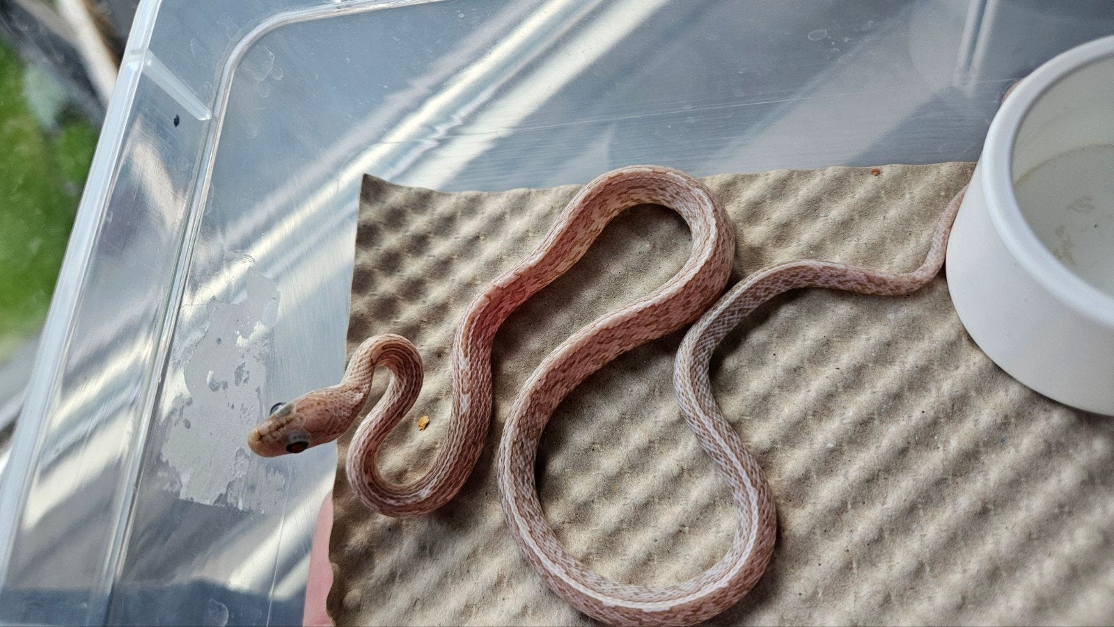 1.0 pantherophis guttarus ultramel, Dieren en Toebehoren, Reptielen en Amfibieën, Slang, 0 tot 2 jaar